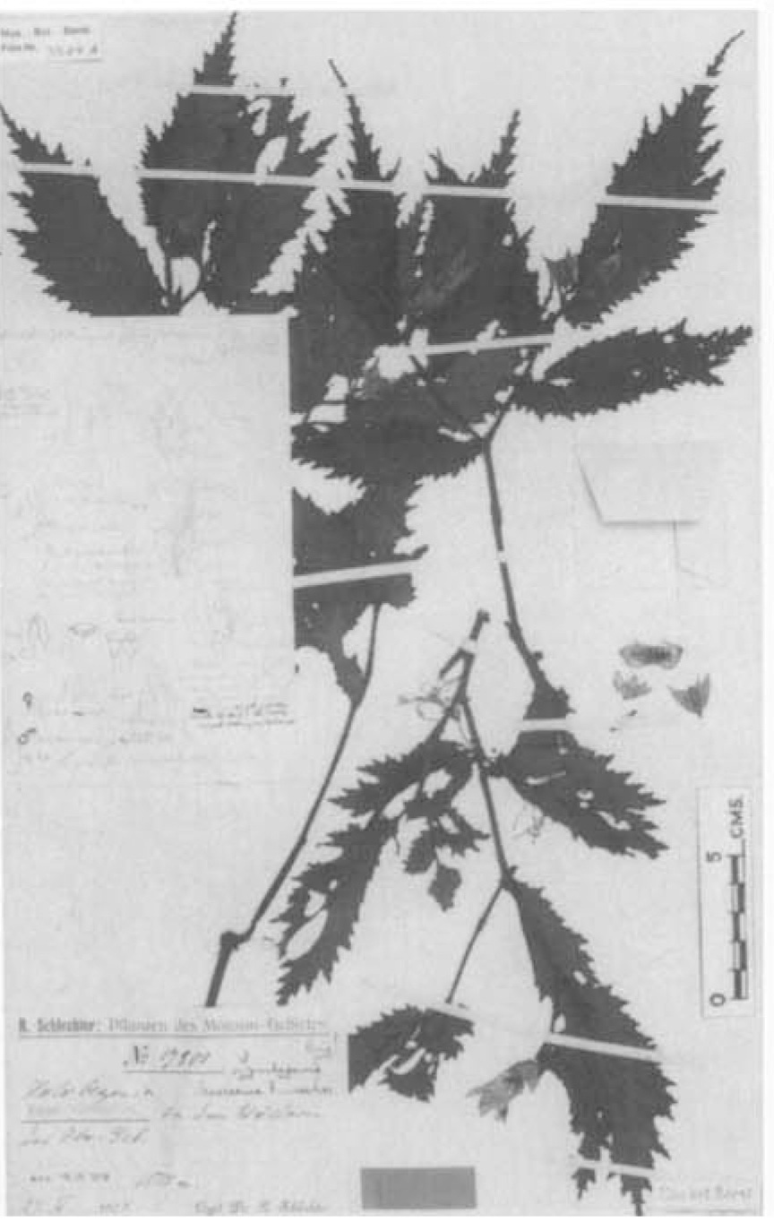 S. mooreana
